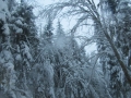 Baum 03