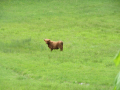IMG-20250526-WA0001_
